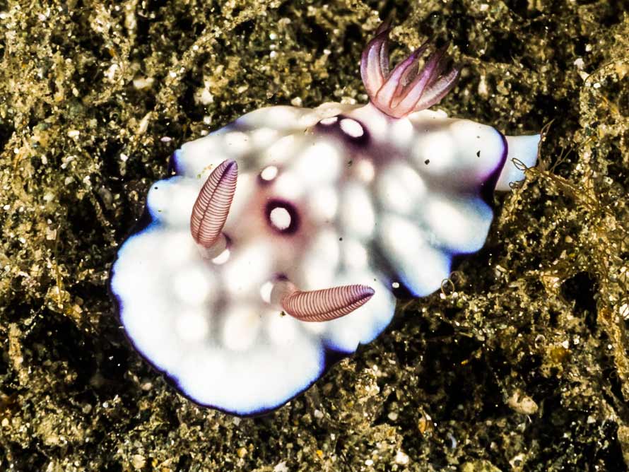 Goniobranchus hintuanensis